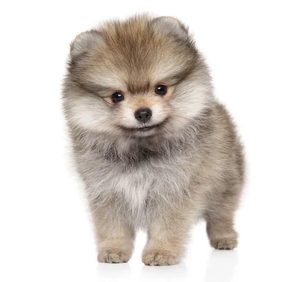 Pomeranian Spitz filhote de cachorro na frente em fundo branco — Fotografia de Stock