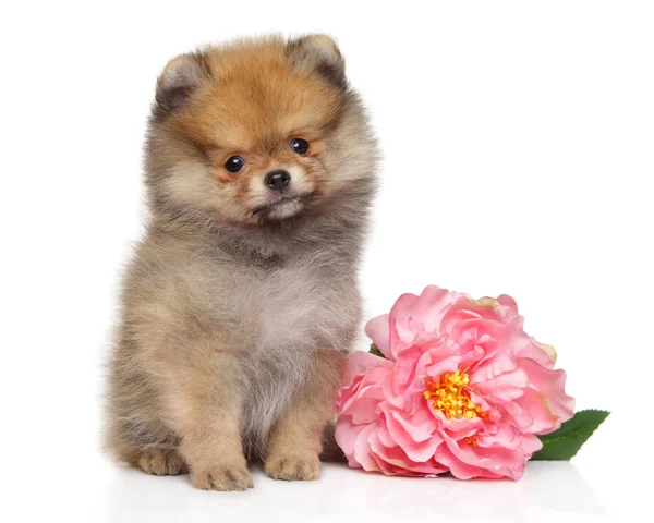 Pomeranian Spitz cachorro con flor rosa —  Fotos de Stock