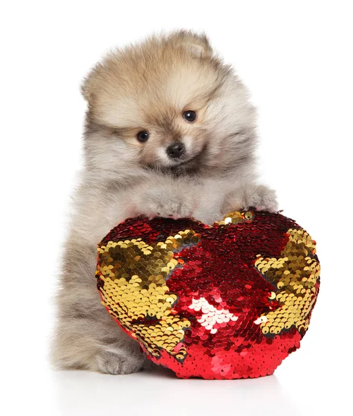 Pomerania Spitz cucciolo con cuscino rosso su sfondo bianco — Foto Stock