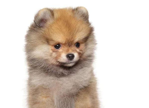 Pomeranian Spitz štěně na bílém pozadí — Stock fotografie