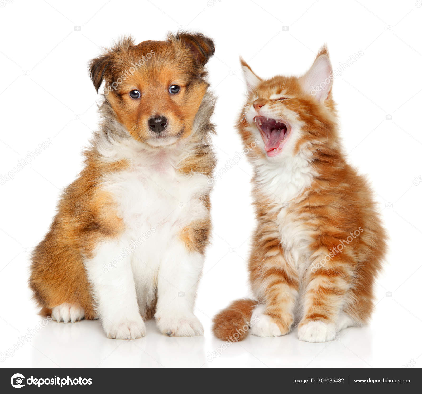 ᐈ Cats Stock Pictures Royalty Free Dog And Cat Images Download On Depositphotos ᐈ Cats Stock Pictures Royalty Free Dog And Cat Images Download On Depositphotos