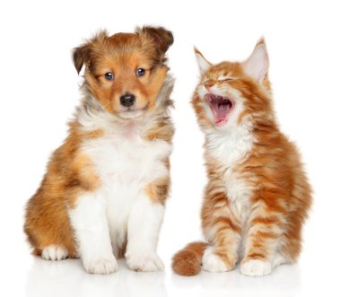 Kedi ve köpek birlikte.