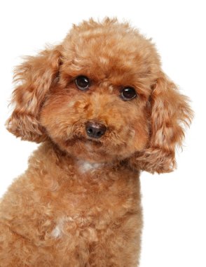 Kaniş köpek yavrusu portre, izole