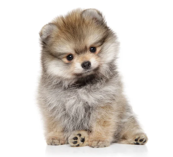 Špic Pomeranian puppy — Stock fotografie