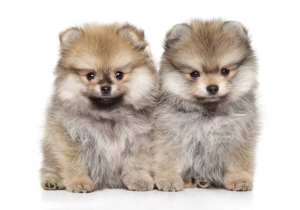 Two Zwerg Spitz puppies on a white background — Stock Photo, Image