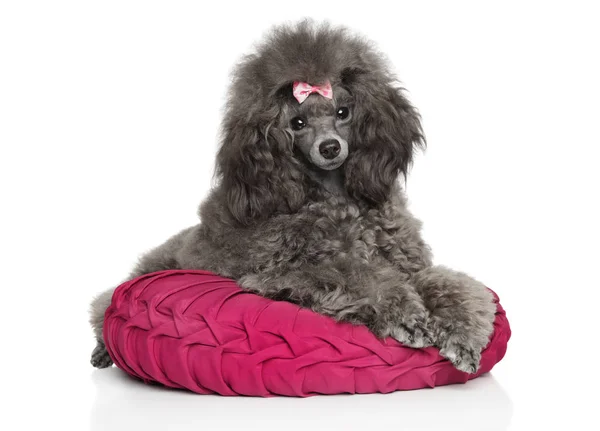 Brinquedo cinza poodle descansando sobre travesseiro — Fotografia de Stock