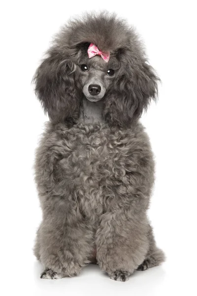 Toy Poodle framför vit bakgrund — Stockfoto