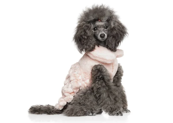 Brinquedo poodle sentado em roupas de cão na moda — Fotografia de Stock