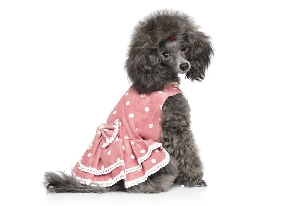 Brinquedo poodle sentado em roupas de cão na moda — Fotografia de Stock