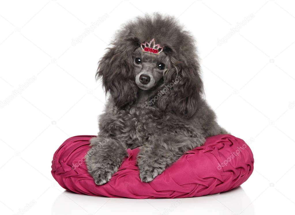 Young Gray Toy poodle on white background