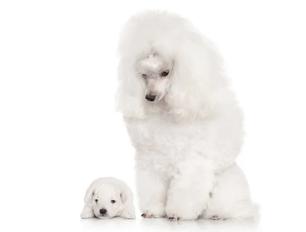 Poodle blanco perro madre con su cachorro —  Fotos de Stock