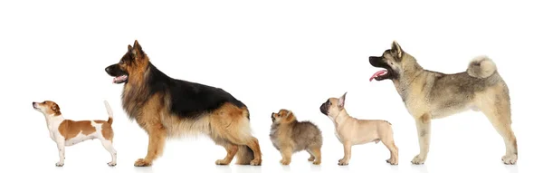 Собаки в стоячій — стокове фото