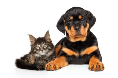 Kedi ve köpek birlikte.