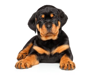 Rottweiler köpeği beyaz arka planda yatıyor.
