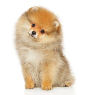 Pomeranya Spitz köpek yavrusu oturuyor