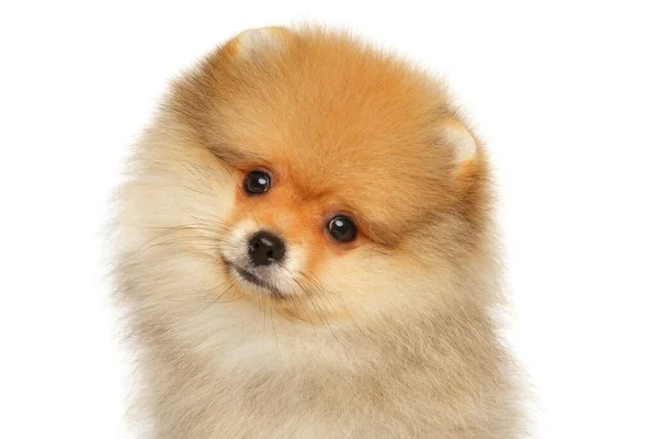 Close-up van een Zwerg Spitz puppy — Stockfoto