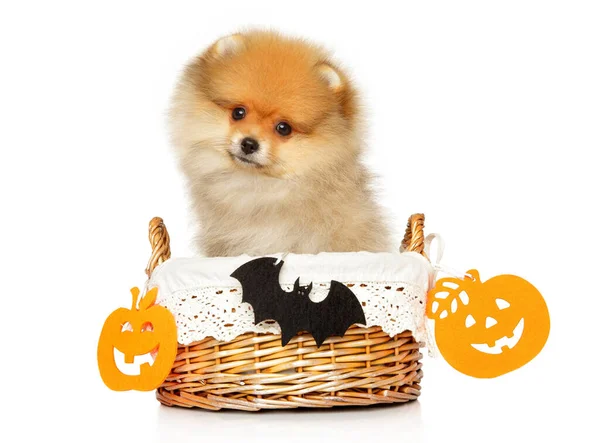 Filhote de cachorro spitz da Pomerânia na cesta, tema de Halloween Imagens De Bancos De Imagens Sem Royalties