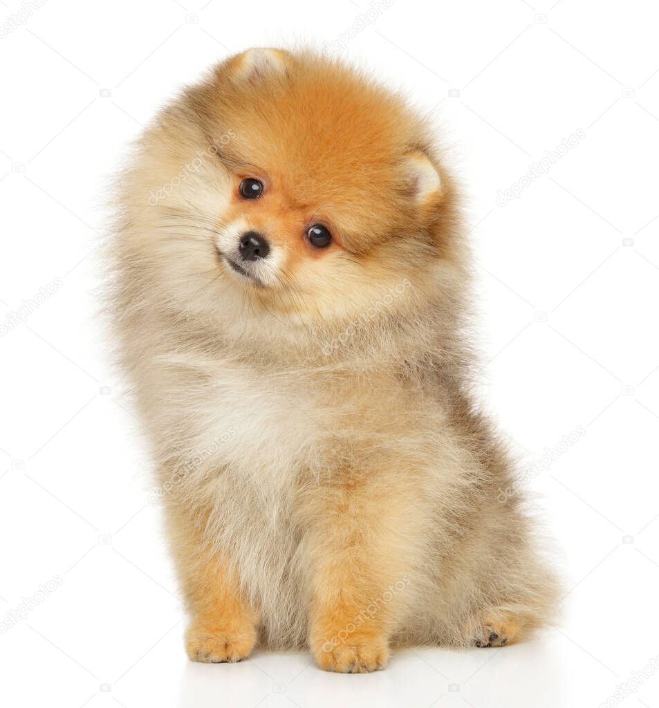 Pomeranian Spitz puppy sitting