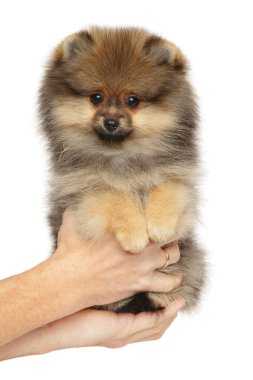 Pomeranian Spitz köpek yavrusunu elinde tutan adam