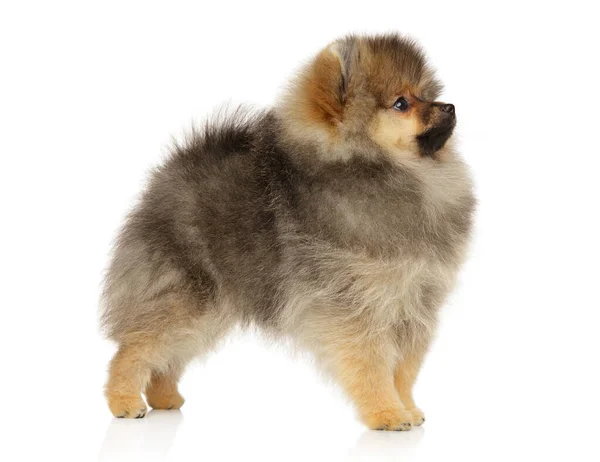 Pommerse spitz puppy staand — Stockfoto
