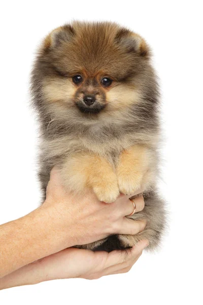 Ο άνθρωπος κρατά Pomeranian Spitz κουτάβι στα χέρια — Φωτογραφία Αρχείου
