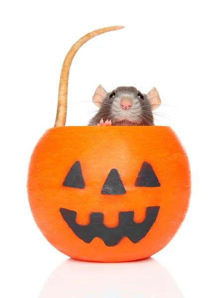 Decorative rat in orange Halloween candlelight — Stock Photo, Image
