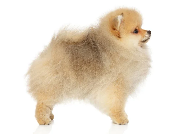 Zwerg Spitz cachorro en pie — Foto de Stock