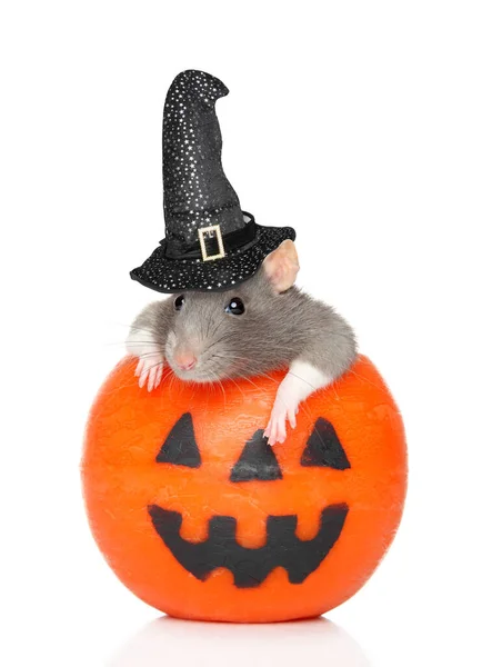 Rat with witch hat sits in orange Halloween candlelight — Stock Photo, Image