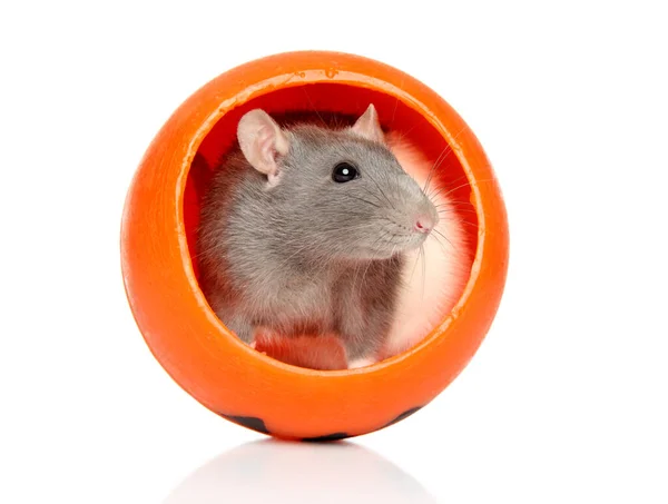 Decoratieve rat zit in oranje Halloween kaarslicht — Stockfoto