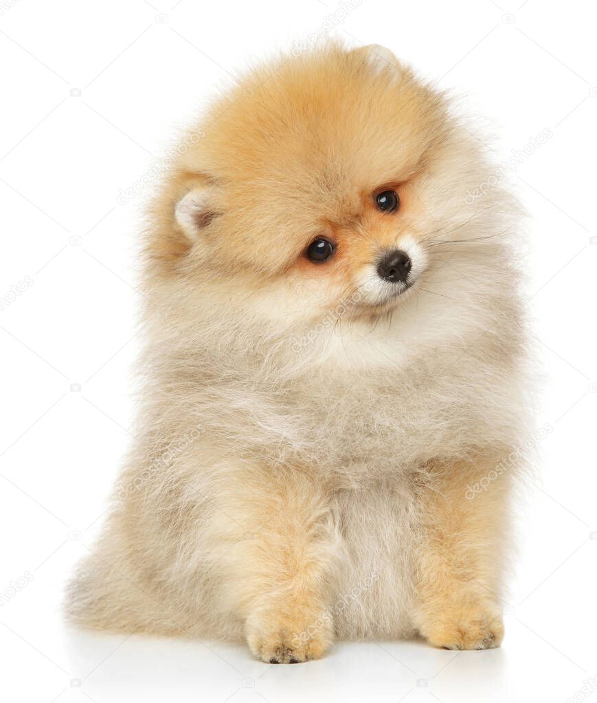Pomeranian spitz puppy looking at the camera