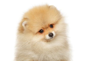 Pomeranian Spitz köpek kameraya bakıyor