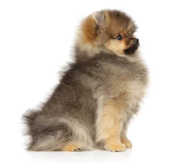 Špic Pomeranian štěně sedící na bílém pozadí — Stock fotografie