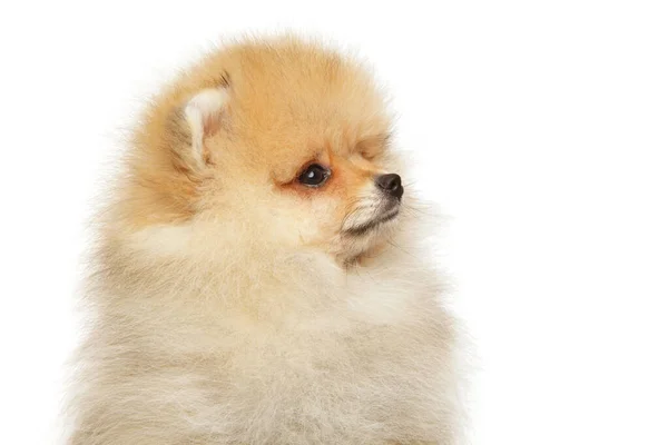 Close-Up bir Pomeranian Spitz köpek yavrusu — Stok fotoğraf