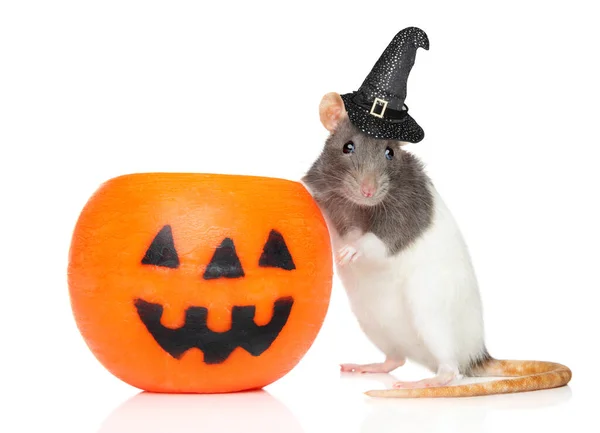 Decorative dambo rat in Witch s hat — Stock Photo, Image