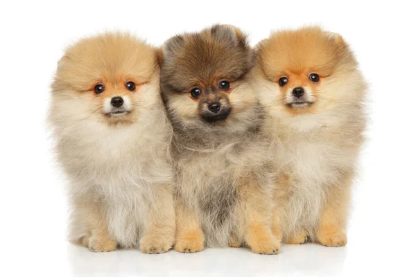 Groep van Pommerse Spitz puppy 's — Stockfoto