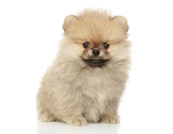 Portrét Štěněte Pomeranian Spitz Bílém Pozadí Téma Zvířete — Stock fotografie