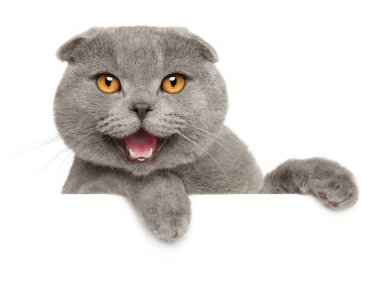 Mutlu kedi, beyaz bir bayrağın üzerinde İskoç kıvrımlı