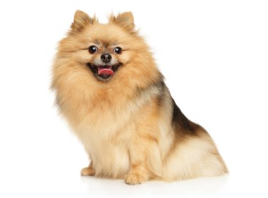 Beyaz arkaplanda Pomeranya Spitz portresi