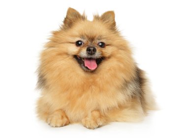 Mutlu köpek. Pomeranian Spitz beyaz arka planda yatıyor