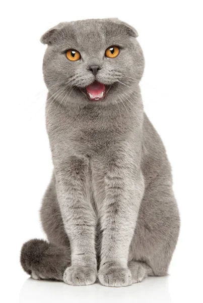 Χαρούμενη Γάτα Πορτραίτο Σκωτσέζικης Γάτας Λευκό Φόντο — Φωτογραφία Αρχείου
