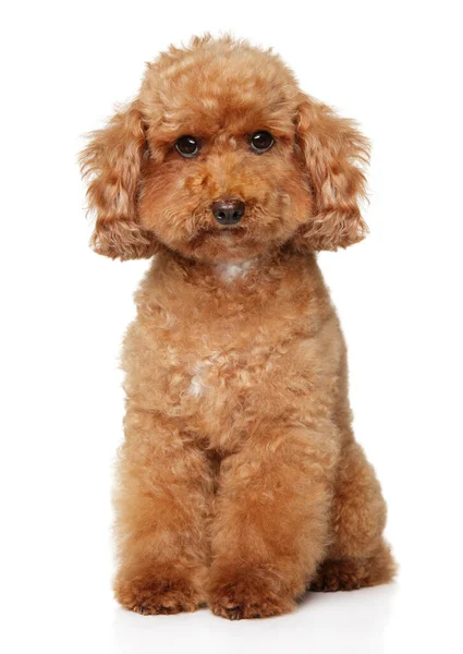 Retrato Jovem Cão Anão Poodle Sobre Fundo Branco — Fotografia de Stock