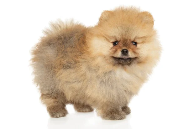 Pomeranian Spitz Filhote Cachorro Olhando Para Câmera Fundo Branco — Fotografia de Stock