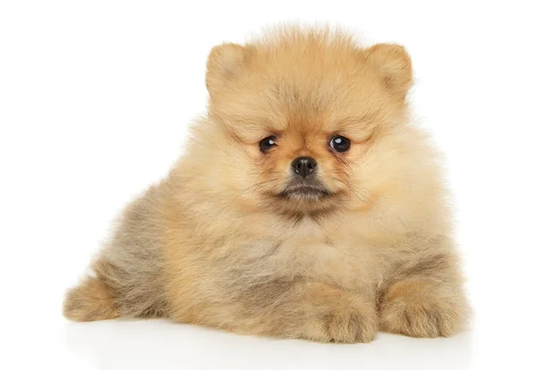 Pomerania Cucciolo Grazioso Sdraiato Uno Sfondo Bianco Tema Baby Animal — Foto Stock