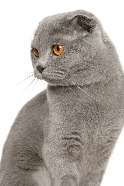 Close Portrait Scottish Fold Cat White Background Animal Themes — Stock Photo, Image