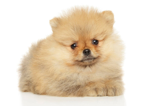 Cute Pomeranian puppy lying on a white background. The theme of baby animals