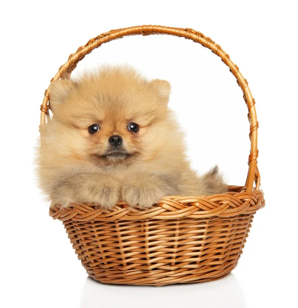 Pomeranian Spitz Puppy Wicker Basket White Background — Stock Photo, Image