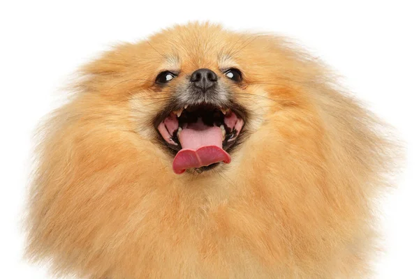 Glad Pomeranian Spitz Vit Bakgrund Framifrån — Stockfoto