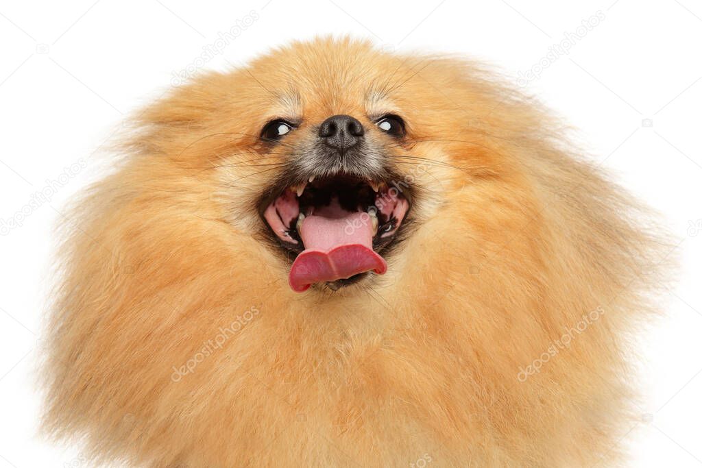 Happy Pomeranian Spitz on a white background, front view