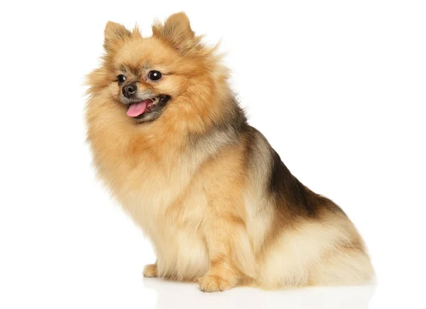 Portré Pomeranian Spitz Fehér Alapon — Stock Fotó