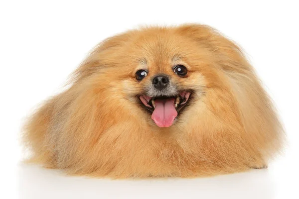 Portrét Psa Pomeranian Spitz Bílém Pozadí Témata Zvířat — Stock fotografie